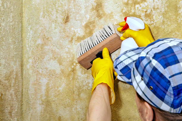 Mold Odor Removal Services in Libertyville, IL